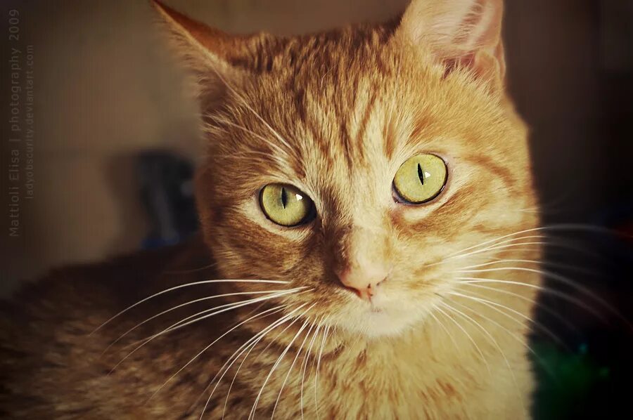 Кошечка желтая. Желтый кот. Желтые коты. Персиковая кошка с желтыми глазами.