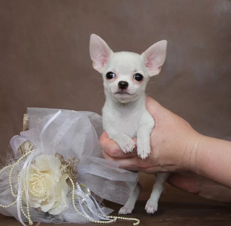 Чихуахуа мини питомник. Милагро бонита питомник чихуахуа. Чихуахуа мини питомник. Питомник чихуахуа. Чихуахуа беби фейс.