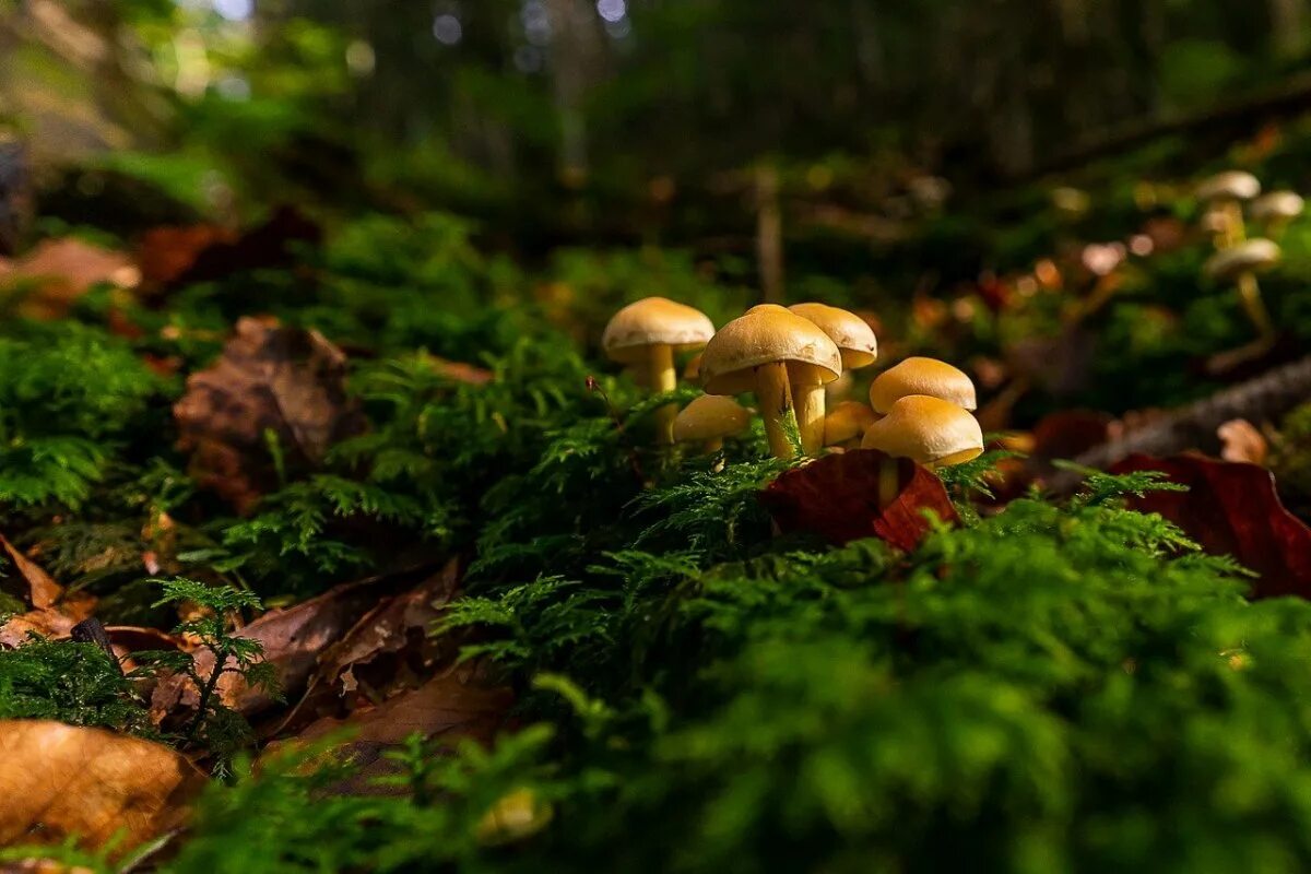 Грибная поляна фото. Грибы в лесу. Грибы в осеннем лесу. Красивые фото грибов. Осенние грибы фото.
