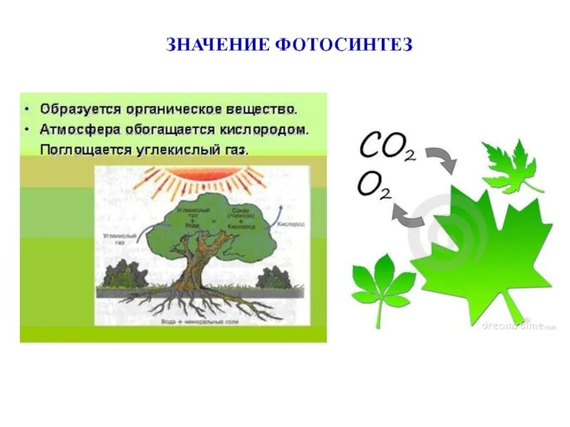 Фотосинтез. Значение фотосинтеза. Схема процесса фотосинтеза. Фотосинтез 5 класс. Роль фотосинтеза для человека