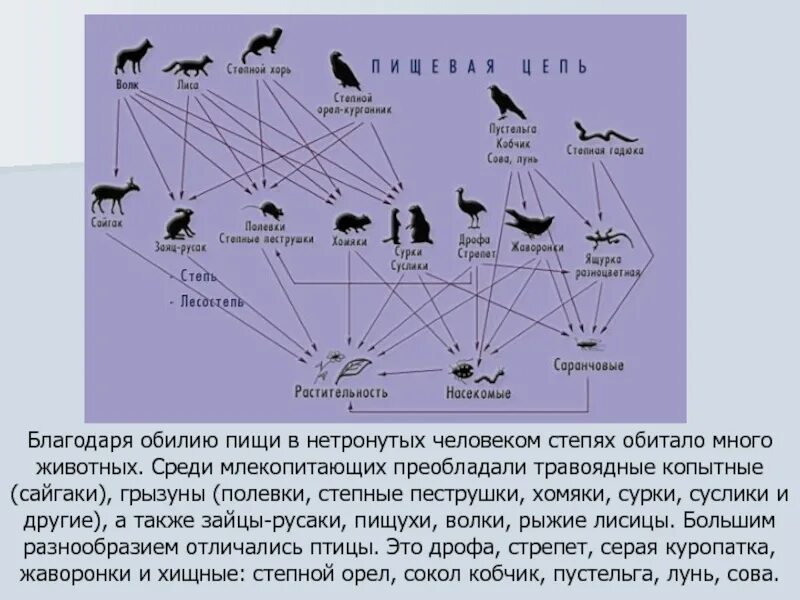 Схема питания цепи питания Степной зоны. Пищевая цепочка зоны степей. Схема цепи питания Степной цепи. Цепочка питания в зоне степей.