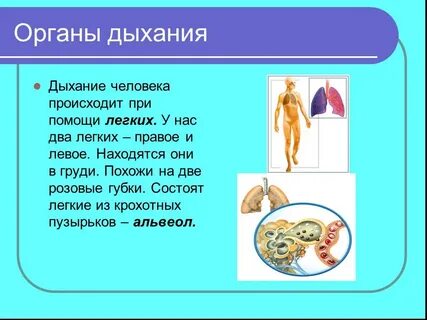 Органы человека информация