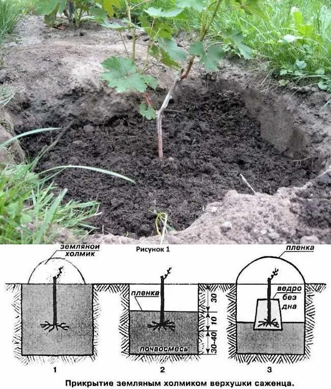 Какая должна быть земля для посадки. Когда сажать виноград весной саженцами. Посадка винограда весной саженцами для начинающих. Посадка винограда весной саженцами в открытый. Посадка винограда весной саженцами.