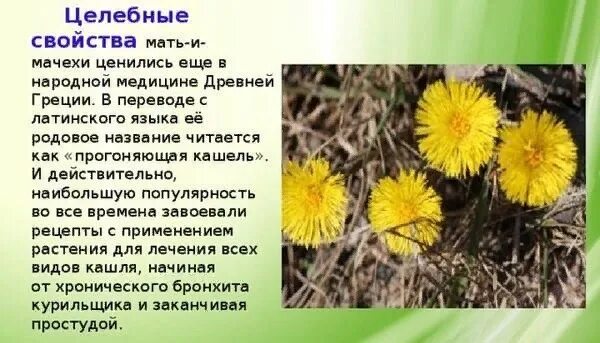 Мачиха или мачеха. Мать-мачеха лечебные. мать-и-мачеха листья. мать-и-мачеха растение лекарственное растение. лечебные травы мать мачеха.