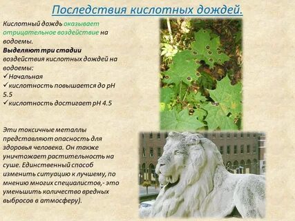 Последствия кислотных дождей кратко