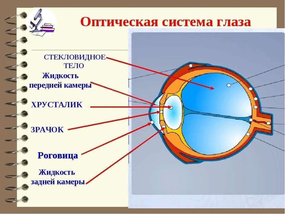 Оптическая система глаза роговица жидкость передней камеры глаза. Оптическая система глаза хрусталик. Оптическая система глаза роговица хрусталик зрачок. Что относится к оптической системе глаза хрусталик. К оптической системе глаза относятся хрусталик