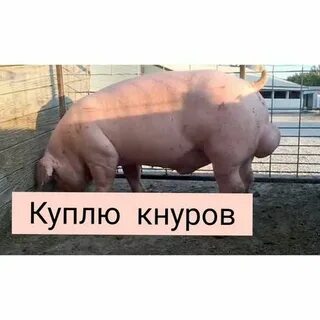 Запах кнура
