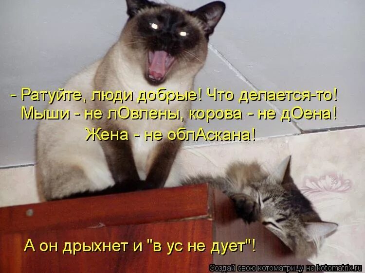 Вася вставай. После ночной смены картинки прикольные. Вася вставай. Вася встал. Вставай хозяин хозяин вставай.