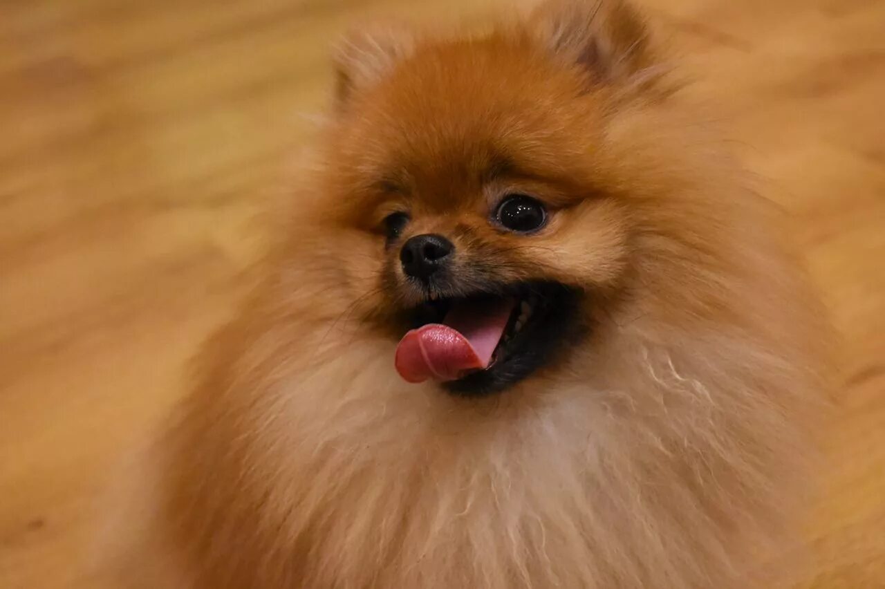 шпиц померанец. той шпиц померанский. маленькая собачка померанский шпиц. шпиц цвергшпиц. шпицы отзывы плюсы и минусы.