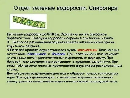 Спирогира это какая водоросль