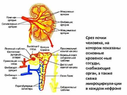 Функции почек схема