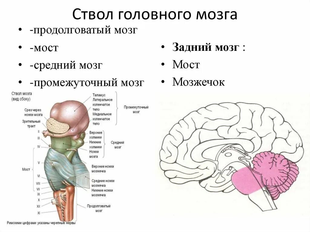 Продолговатый мозг,мост,средний мозг, мозжечок,промежуточный. Строение и функции среднего мозга мозга. Строение ствола мозга продолговатый мост средний мозг мозжечок. Строение ствола головного мозга человека. Выполняемые функции ствола головного мозга