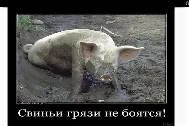 Не выдаст свинья не съест