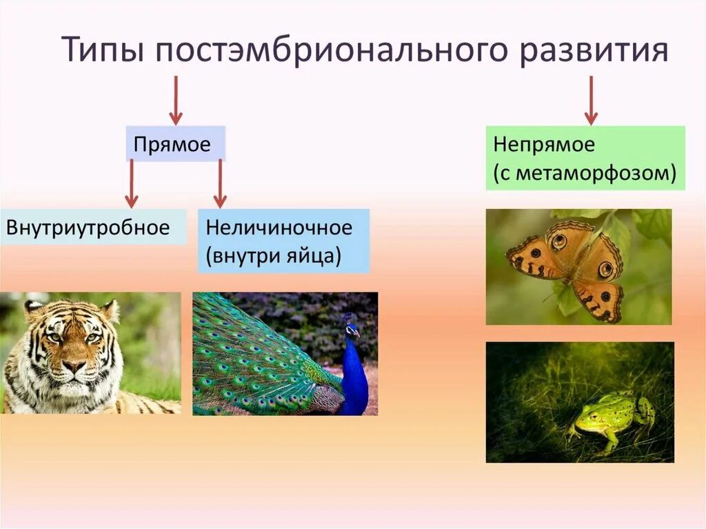 Постэмбриональный период онтогенеза. Постэмбриональное развитие организмов. Постэмбриональное развитие прямое и Непрямое. Типы постэмбрионального развития.