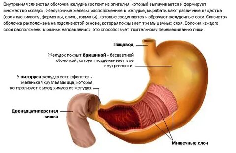 Какая рн среда в желудке