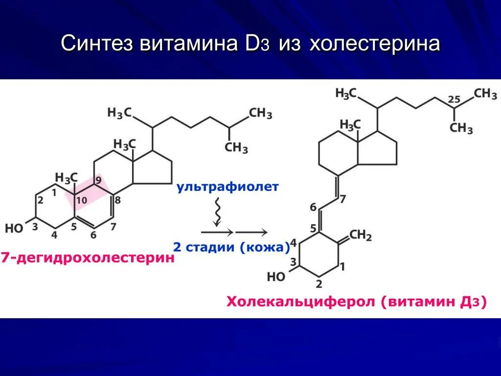 Синтез витамина д3 из холестерола. Синтез витамина д3 из холестерина. Синтез витамина д из 7 дегидрохолестерина. Синтез витамина d3.