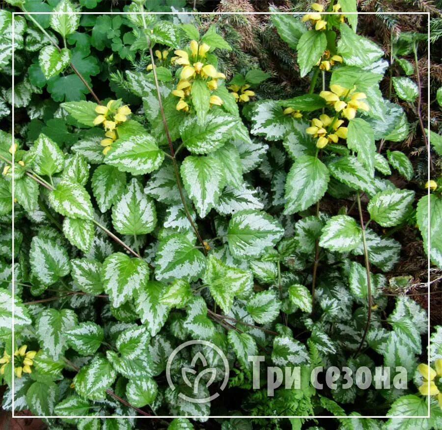 Зеленчук желтый Вариегата (Variegata, Яснотка) (Galeobdolon luteum 'Variegata') 
