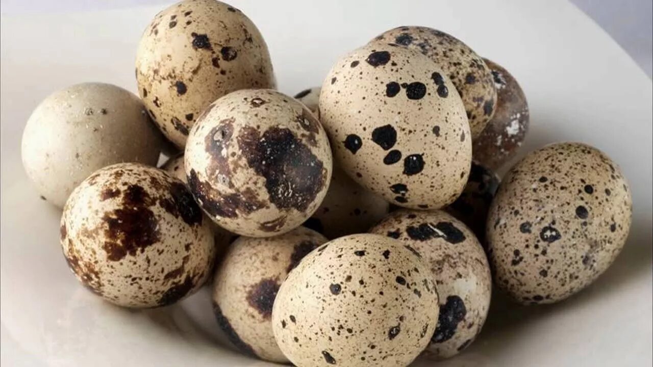 Camo egg