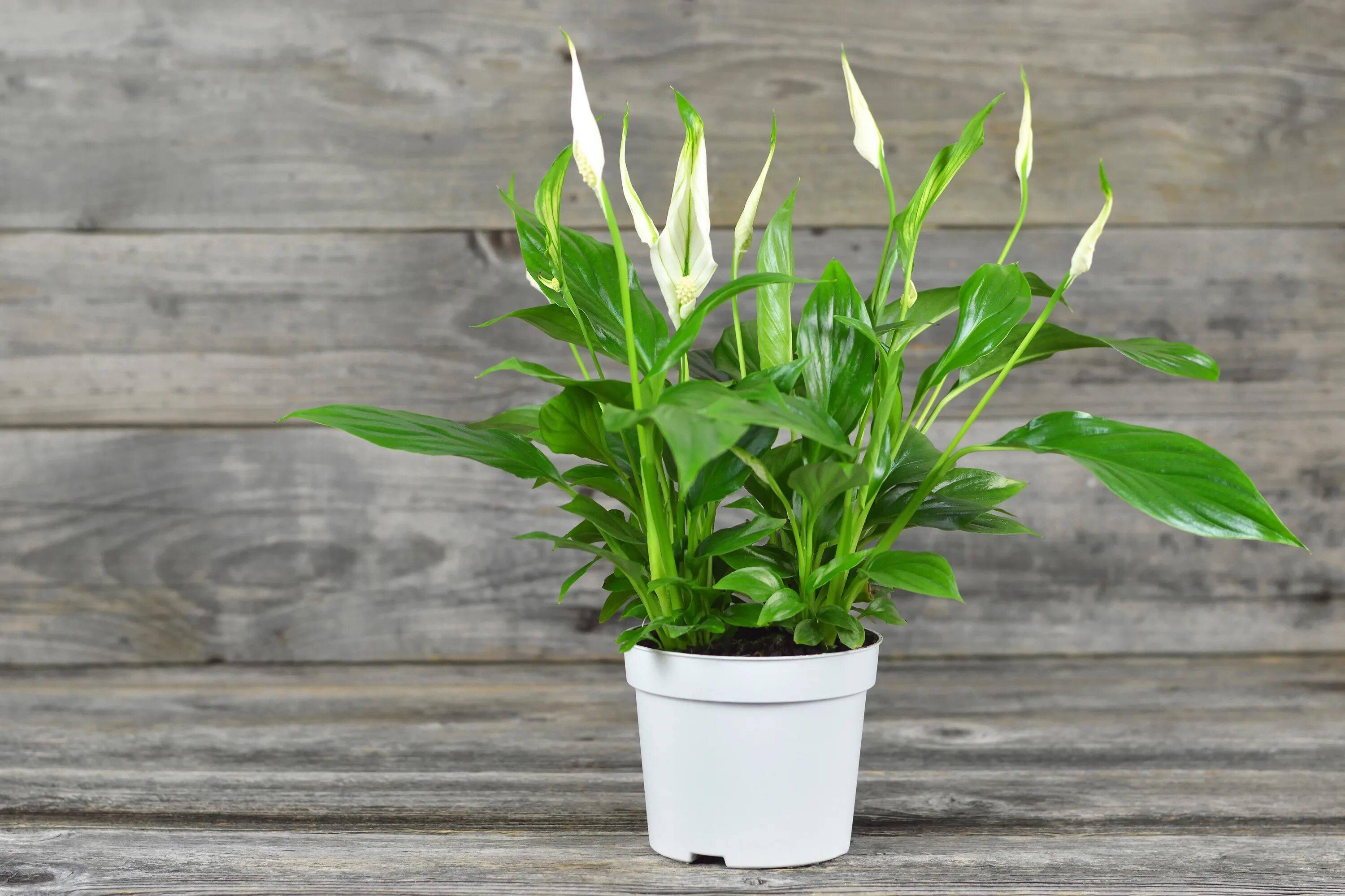 Спатифиллум черенок. Спатифиллум (Peace Lily). Spathiphyllum wallisii. Спатифиллум Беллини.