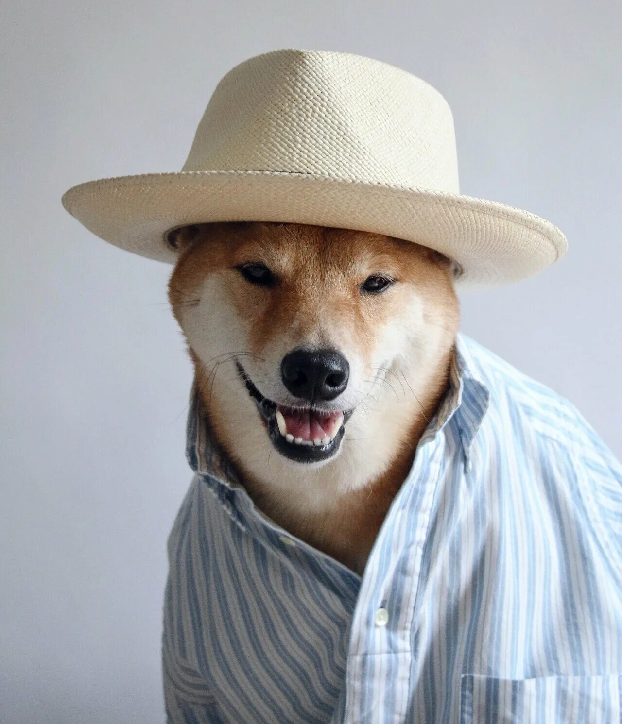 Пес шляпа. Собака в шляпе. Шляпки для собак. Собачка в шляпке. Пес в шляпе.
