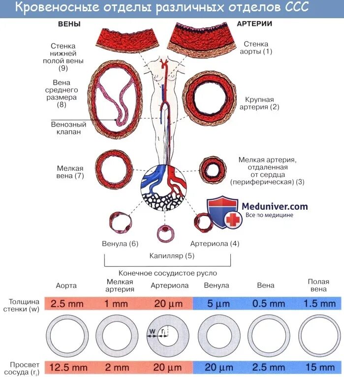 толковый словарь. словарь русского языка. выставка русской речи государь по прозванию словарь. толковый словарь. толковый словарь вена.