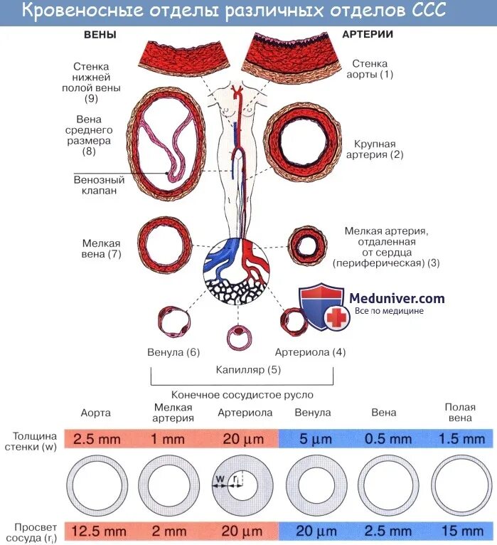 Строение артерии. Кровеносные сосуды артерии вены капилляры. Толщина артерии. Строение артерии вены и капилляры.