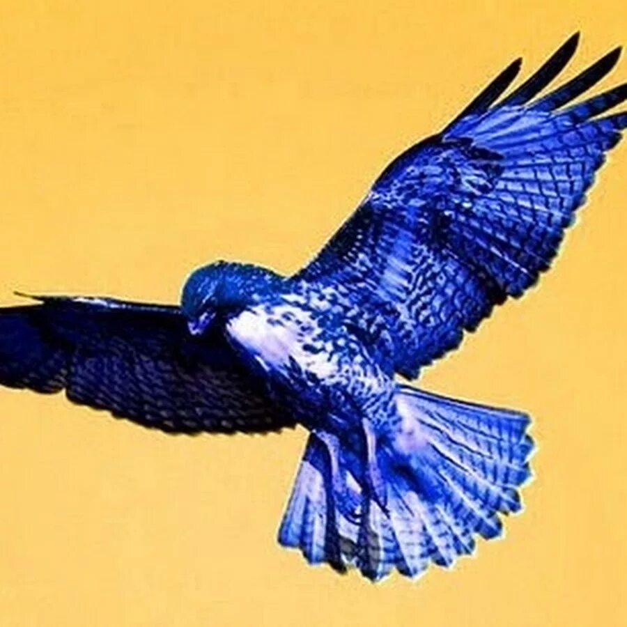 Голубой орел фото Free Images : nature, wing, animal, wildlife, beak, blue, fauna, raptor, bird of