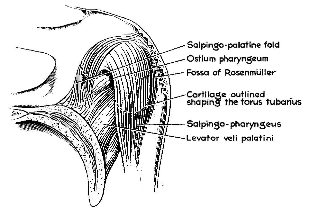 Torus tubarius tonsilla Tubaria. Ostium pharyngeum tubae auditivae