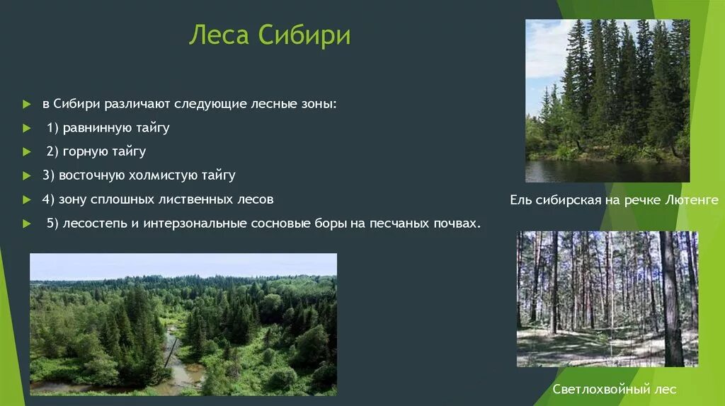 Какие богатства лесной зоны. Лесная зона Сибири. Какие леса в Западной Сибири. Типы лесов Западной Сибири. Подзона лиственных лесов в Западной Сибири.