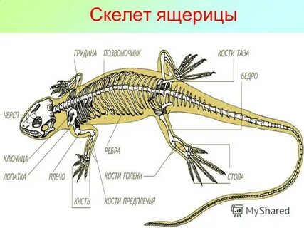 Скелет ящерицы