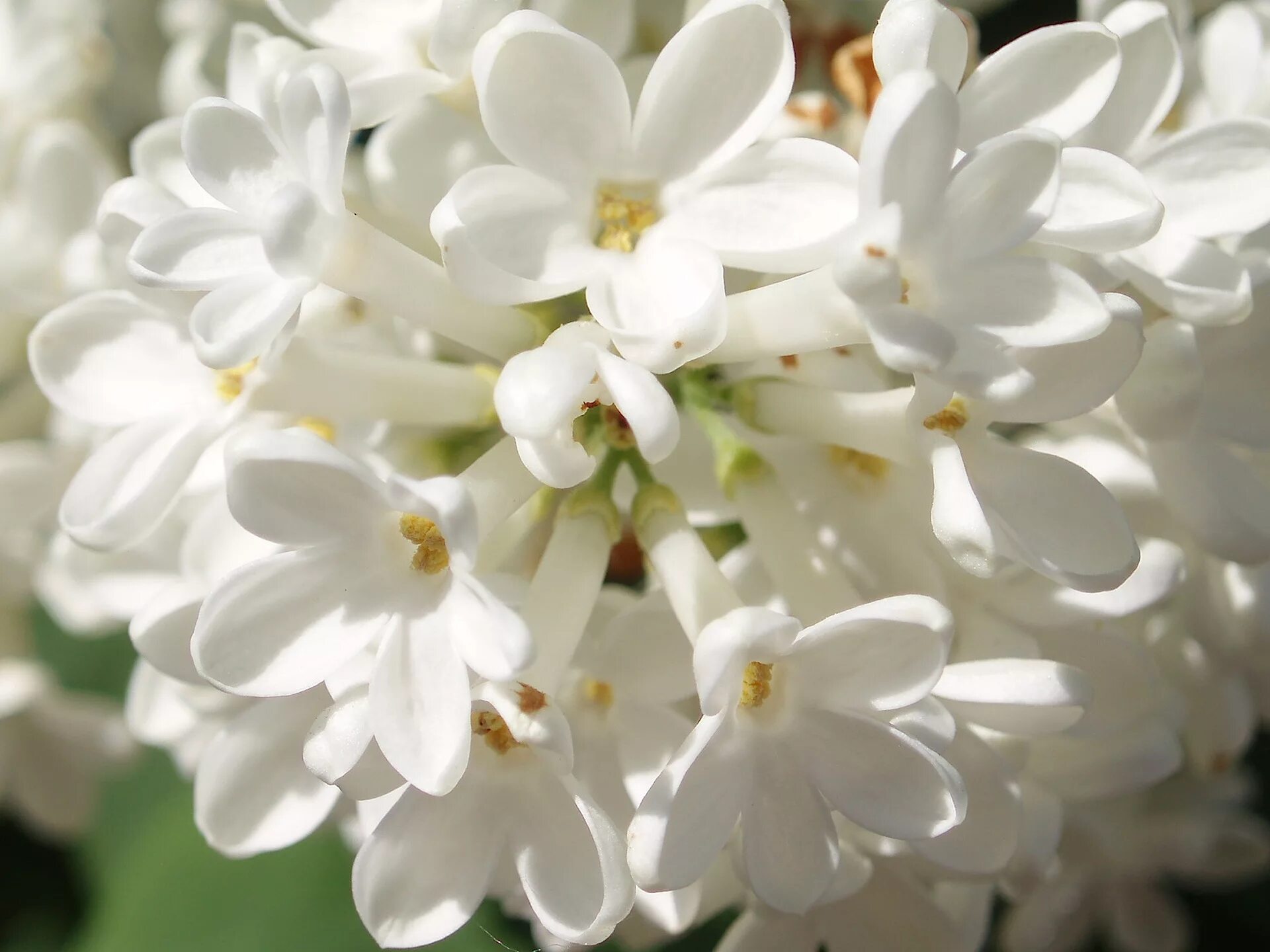 White spring. Белая сирень цветы. Желтая сирень османтус. Цветущая белая сирень.