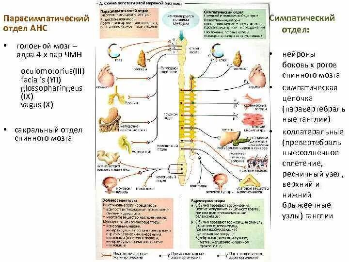 Парасимпатический отдел анс. Симпатический и парасимпатический отделы ядра. Черепно-мозговые нервы парасимпатической нервной системы таблица. Ядра головного мозга парасимпатической нервной системы.