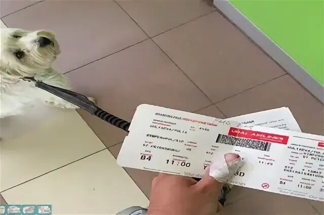 Билеты животным