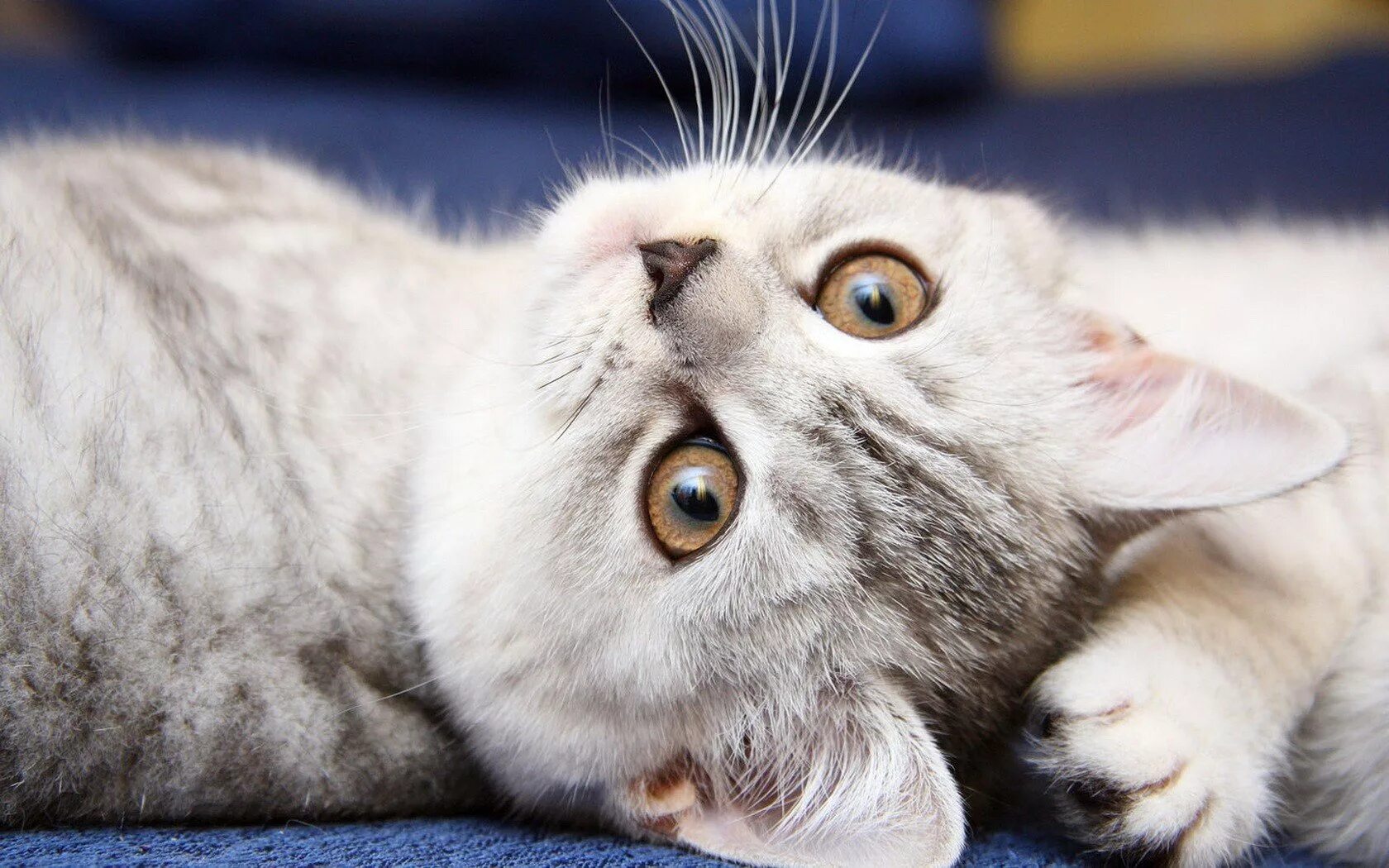 Красивые коты и кошки