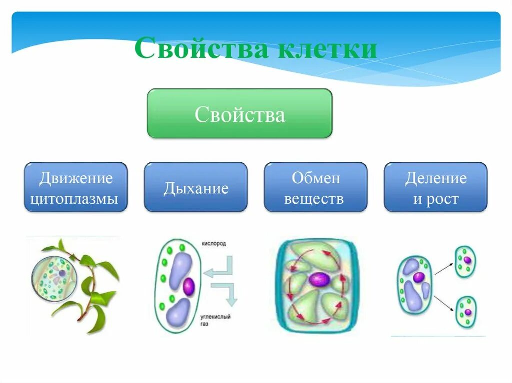 Свойства растительной клетки схема. Функциональные свойства живой клетки. Свойства клетки. Свойства растительной клетки.