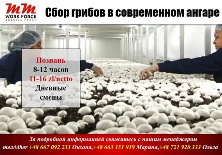 Работа на грибах