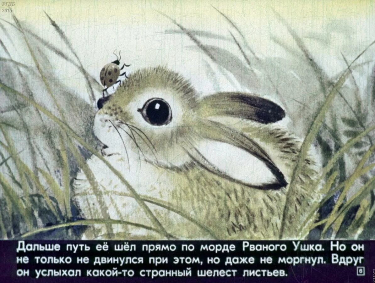 Сетон томпсон рваное ушко. Рваное ушко сетон томпсон. рваное ушко. рваное ушко рисунок к рассказу. рваное ушко книга.