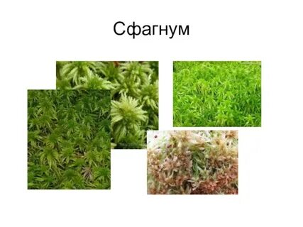 Торфяной мох сканворд