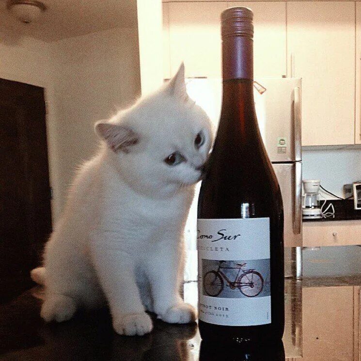 Вин кот. Кот с вином. вино для кошек. кот с бутылкой вина. коты и винишко.