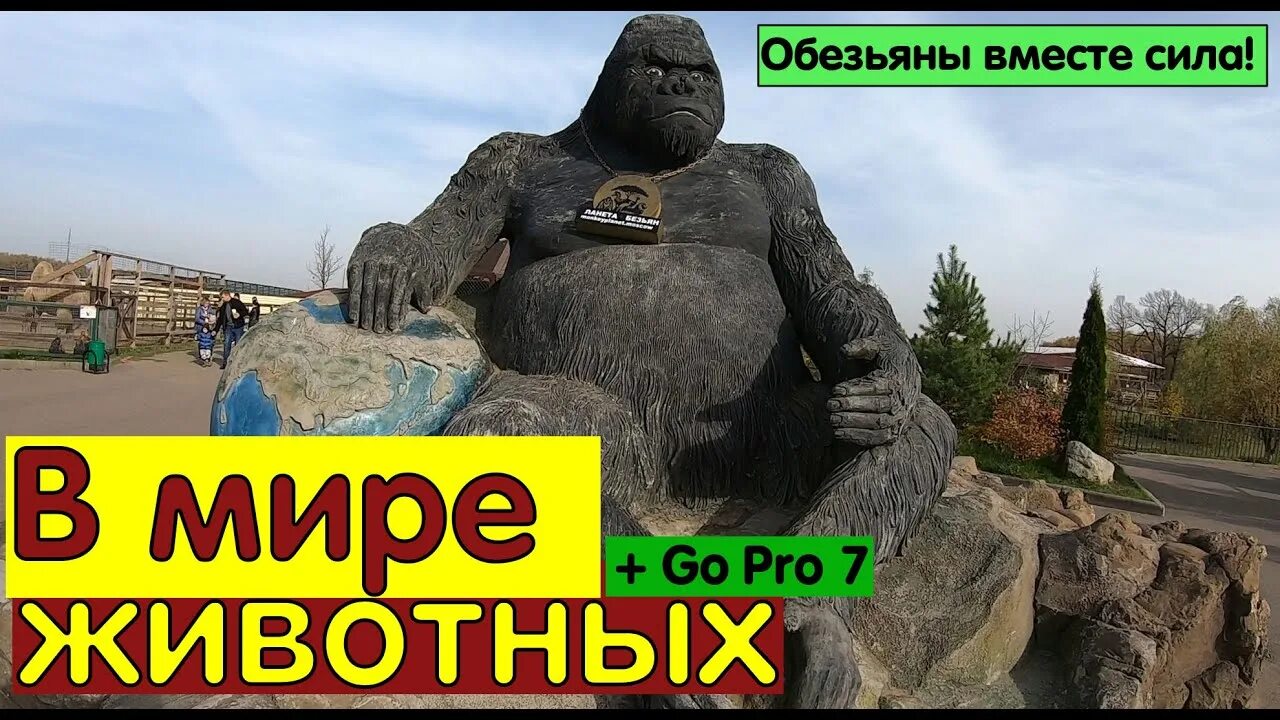 Мартышка вольфа. Планета обезьян москве зоопарк. Планета обезьян зоопарк. Парк обезьян калужское шоссе. Планета обезьян москве зоопарк.