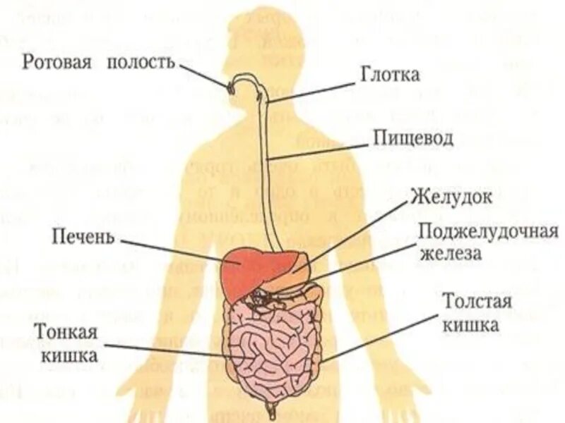 Печень ротовую полость пищевод и желудок. Пищеварительная система человека схема 3 класс окружающий мир. Пищеварительная система человека схема 4 класс. Органы пищеварительной системы 3 класс окружающий мир. Система органов пищеварения 3 класс.