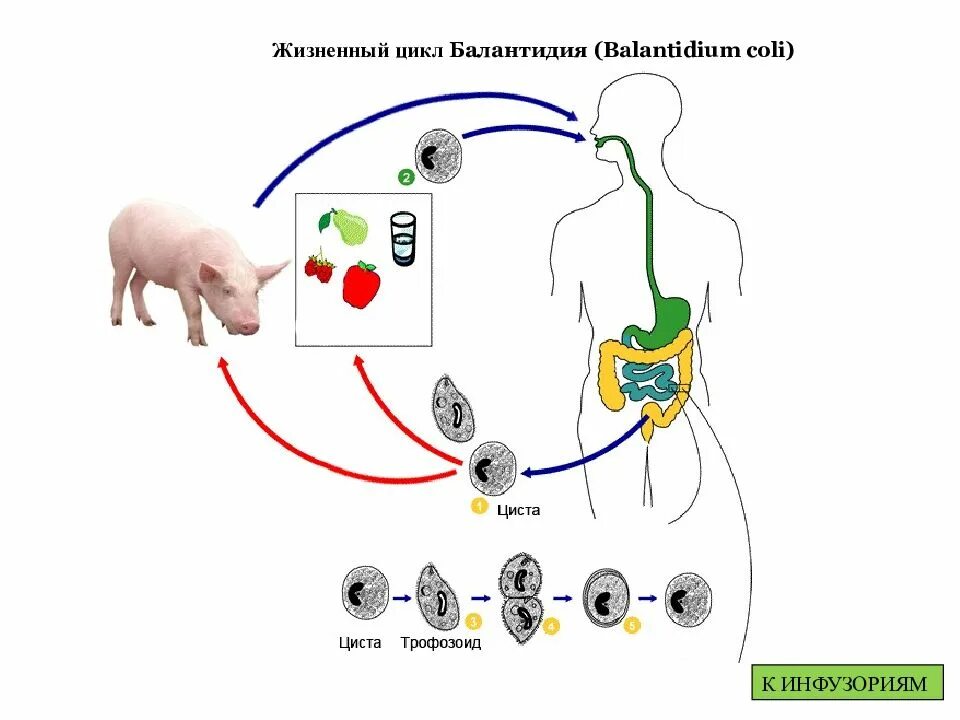 Кишечный цикл. Жизненный цикл балантидия схема. жизненный цикл балантидия кишечного. цикл развития балантидия схема. balantidium coli жизненный цикл.