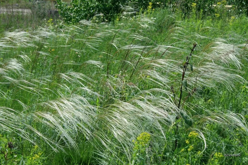 Ковыль почва. Ковыль трава Степная. Stipa Rubens ковыль. Ковыль волосатик Stipa capillata. Ковыль Степной Крымский.