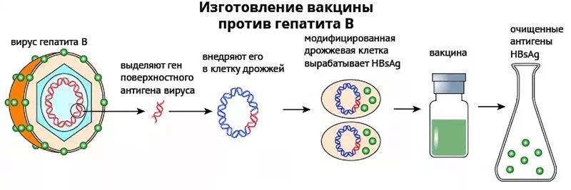 Этап вакцины. Схема действия вакцины. Схема получения вакцин. Генно Инженерная вакцина против гепатита б. Схема получения вакцины от гепатита в.