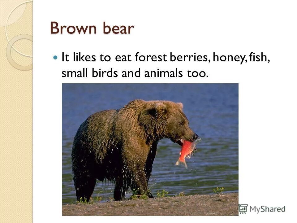 Bears like перевод