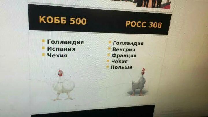 Кобб 500 характеристика отзывы преимущества и недостатки