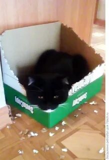 Кошка грызет картонную коробку