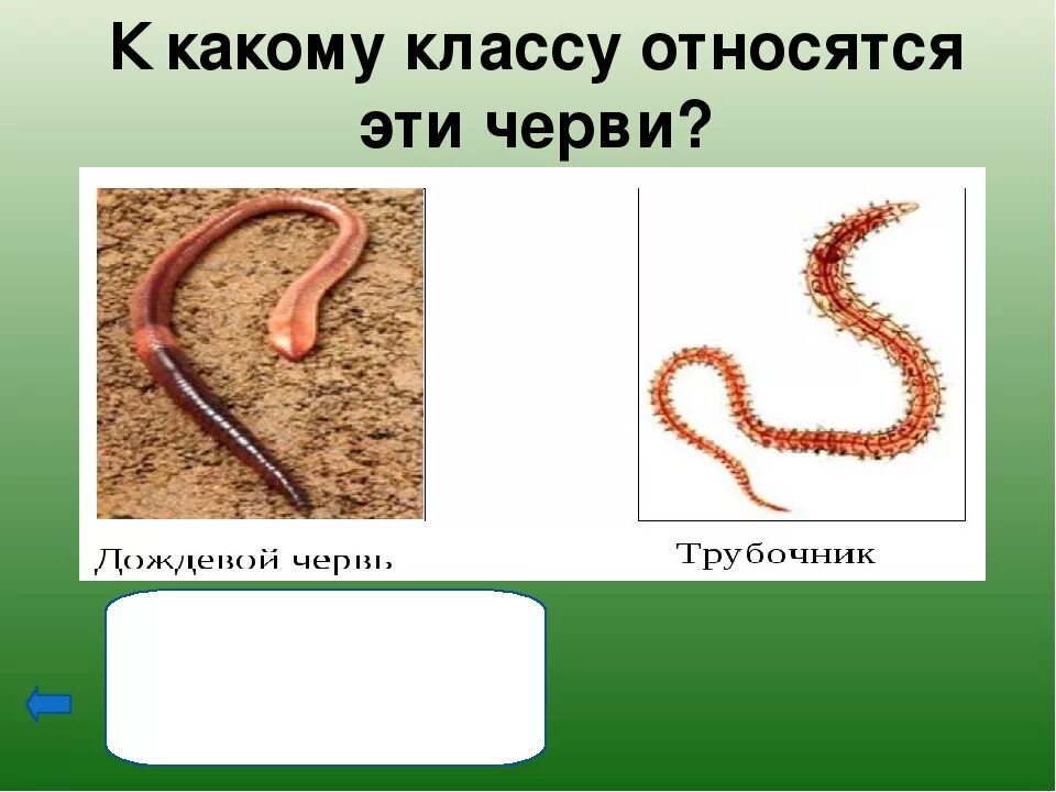 К какому классу беспозвоночных животных относится дождевой червь?. К какому классу относятся черви. К какому классу относятся дождевые черви. Дождевые черви относятся к типу. Дождевой червь относится к группе