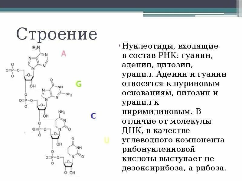 Какие из нуклеотидов входят в состав днк. Строение нуклеотида РНК. Формула нуклеотида РНК. Строение нуклеотида рек. Структура РНК формула.