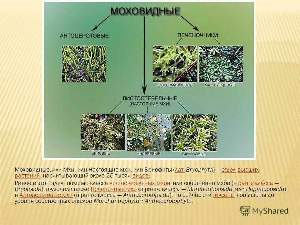 Интерактивная игра "Знатоки природы" (3-6 классы)